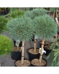 Pinus Chantry Blue
